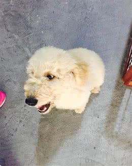 巨贵宝宝逛宠物店偶遇玩具贵宾犬，瞬间感觉自己变成了巨人