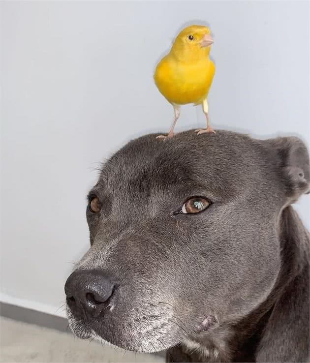 国外训犬师超会玩，居然让狗狗帮自己剪毛，别说还挺靠谱