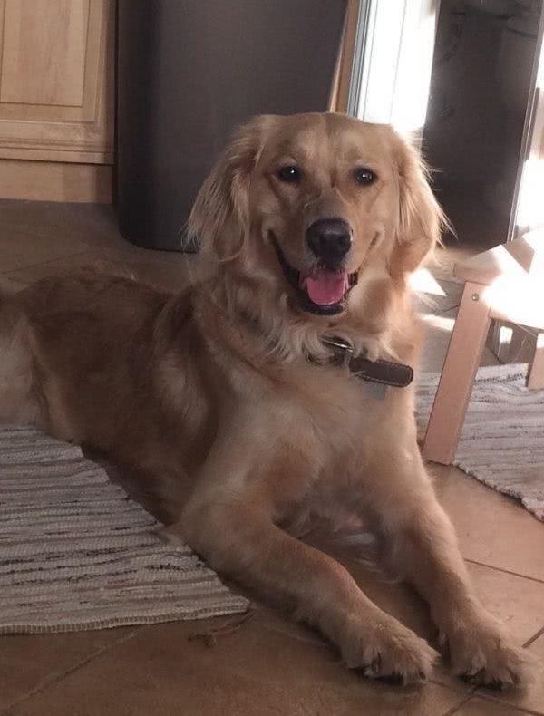黄金猎犬痛失猫咪狗狗好友后竟自行捡小猫回家照顾！