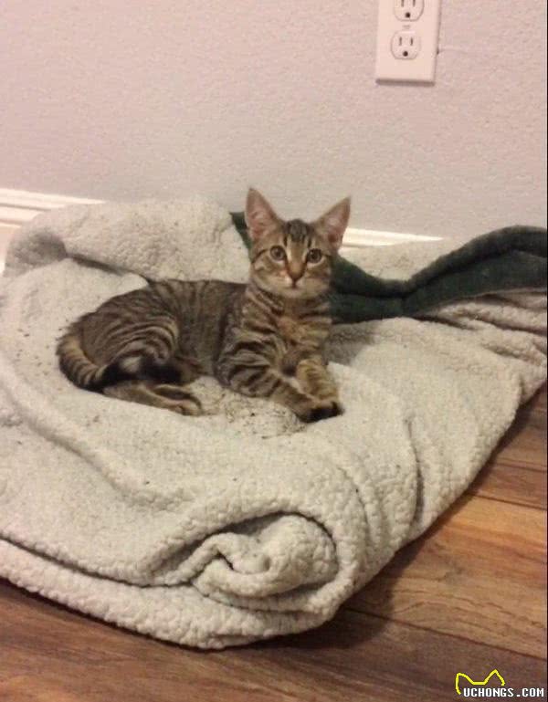 黄金猎犬痛失猫咪狗狗好友后竟自行捡小猫回家照顾！