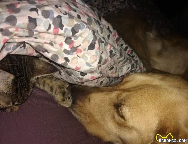 黄金猎犬痛失猫咪狗狗好友后竟自行捡小猫回家照顾！