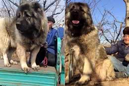 犬中之王温驯依偎老农　高加索犬若发狠…5分钟可咬死藏獒！