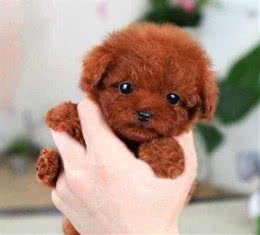 宠知识｜快来测下你家犬性格