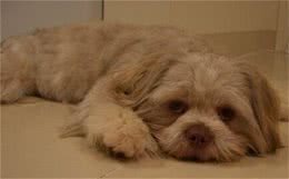 拉萨犬的养护常识需防备狗狗得皮肤病
