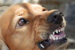 狗狗陷入恐惧当中怎么办？主人用这五种方法，能够帮它克服恐惧