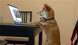 狗狗简介篇――柴犬