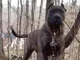 道世界十大名贵犬在国内也有很多人在养，看看你身边有没有