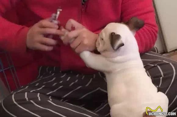 周末了!快抽空看下狗狗是否需要剪指甲啦!