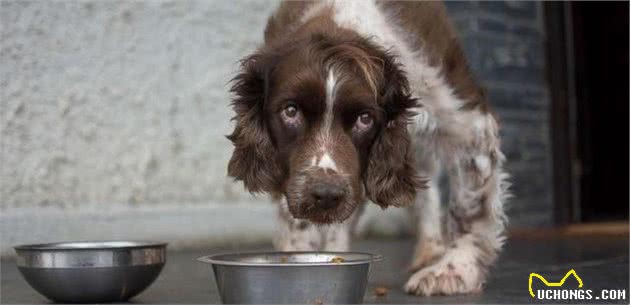 犬粮要怎么挑，成千上万种犬粮，怎么看哪一种最合适狗狗？