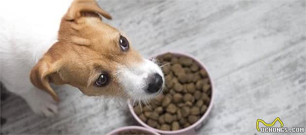 犬粮要怎么挑，成千上万种犬粮，怎么看哪一种最合适狗狗？