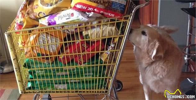 犬粮要怎么挑，成千上万种犬粮，怎么看哪一种最合适狗狗？