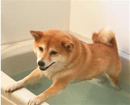 狗狗怕水才讨厌洗澡？错了，了解一下正确的洗狗知识吧！