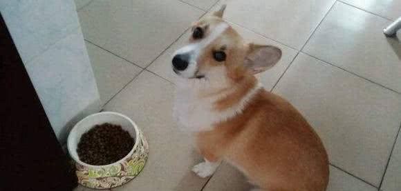 狗狗不吃东西，这些原因可能造成食欲下降