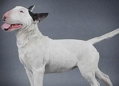 牛头梗犬怎么训练能正确有方法的去训练