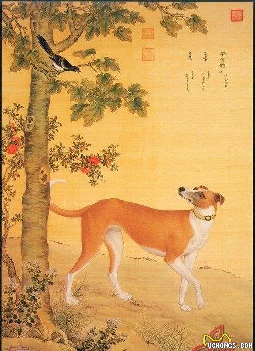 犬类防疫小常识，爱汪人常备知识