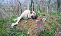 世界上最忠诚的九只狗狗，忠犬八公只是其中之一，泪湿透了眼眶！