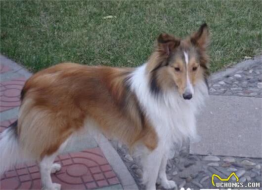 喜乐蒂牧羊犬幼犬的特点喜乐蒂牧羊犬幼犬的养护