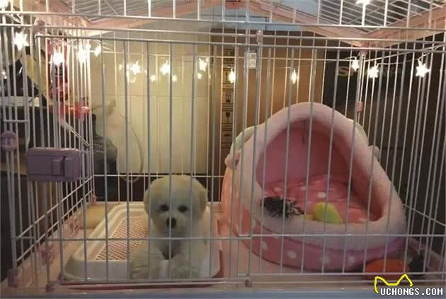 幼犬两月龄极难养活，铲屎官碰着六点难题，解决后拥有健康爱犬！