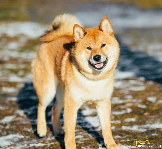 柴犬好养吗？看完这6点，你就能够决定养不养了