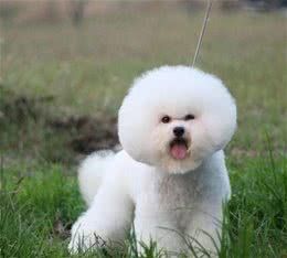 比熊犬新手如何正确饲养？比熊犬饲养攻略大全