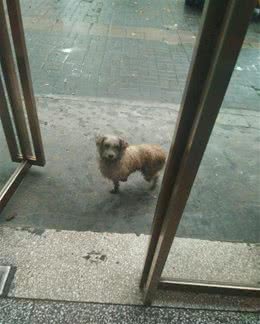 雨天在门口徘徊的流浪狗，女孩抱回家，洗完澡后被这卷毛给萌化了