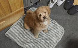 辟谣，狗狗刚到新家只能吃犬粮？并不是如此，纯犬粮喂食也有风险