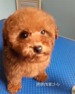 泰迪幼犬的饲养