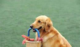 训练金毛犬不乱叫的有效方法
