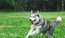 哈士奇幼犬吃什么哈士奇幼犬的饮食管理