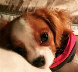 超迷你小猎犬拥有水灵大眼睛，逆龄童颜让它一夜爆红