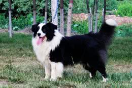 边牧犬应当如何训练？