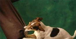 救命！为什么狗狗会攻击人？看看是否是你触碰狗狗的6条底线