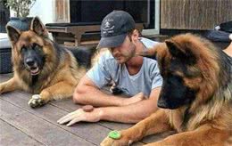 饲养德国牧羊犬，能带给你这些好处，你都知道吗