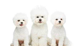 卷毛的玩具犬—比熊犬