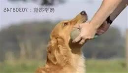狗体臭是啥原因？
