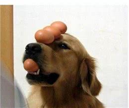 鸡蛋虽好，可是只有这样喂狗狗才能吸收好更健康