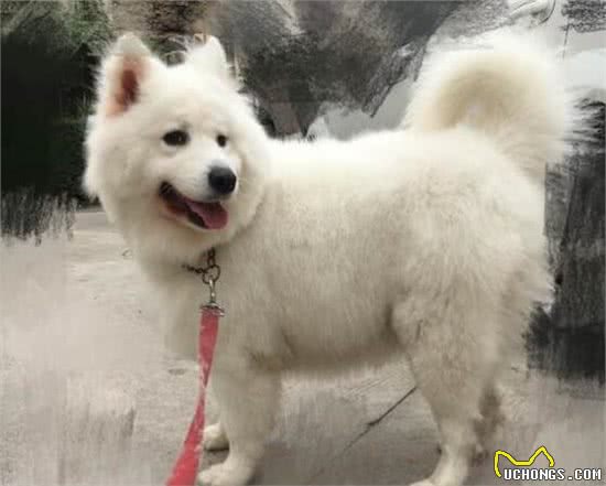 萨摩养成了88斤的大胖狗，这次真得不能怪奶奶了……