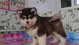 阿拉斯加犬性格平时十分的温顺调皮