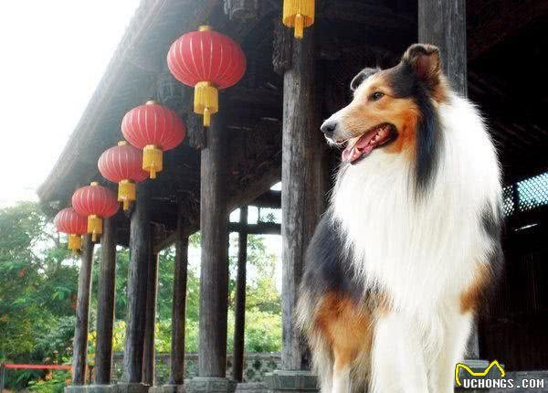 边牧和苏牧都是牧羊犬，为什么喜欢边牧犬的更多呢？边牧犬的5大优势