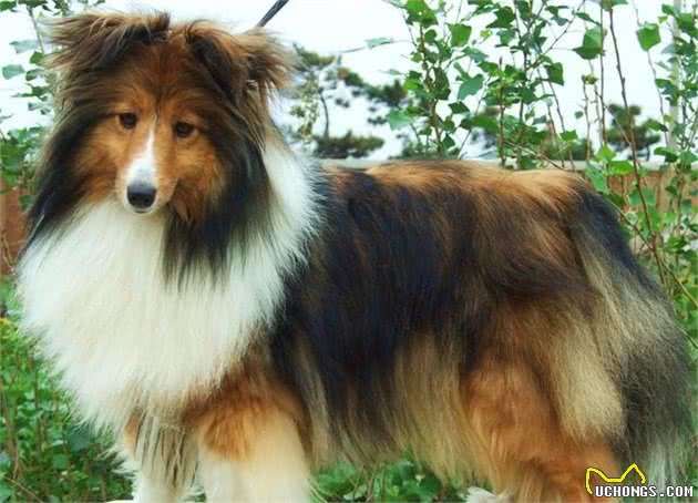 边牧和苏牧都是牧羊犬，为什么喜欢边牧犬的更多呢？边牧犬的5大优势