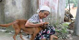 在乡村，老狗快死前都会悄悄离开家，是通人性？还是狗的天性？