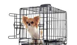 狗狗抗拒进入笼子？主人该如何让笼内训练变得有趣