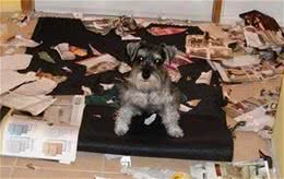 家里的爱犬咬东西我们该怎么办？