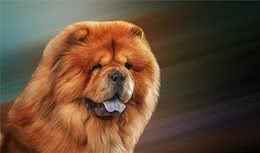 松狮犬的驯养方法以及性格特点你了解了吗，感兴趣请点进来看看