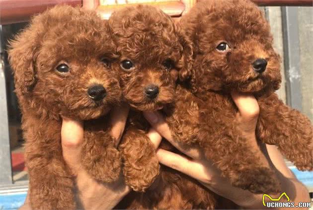 别怪我没有警告你，贵宾犬不能够这样饲养，切勿大意