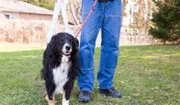 常常带狗狗出去散步能够促进它的成长，更健康更活泼