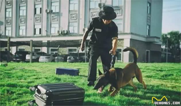 警犬竟是这样炼成的！走进警犬训练基地，了解不同的汪星人！
