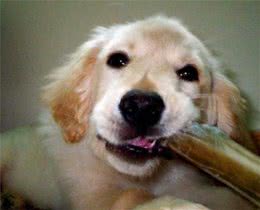 注意3点帮助狗狗安全度过磨牙期