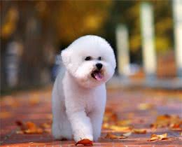 比熊犬毛发偏黄，洗澡也白洗，教你一招，让狗狗更闪亮，还香香的