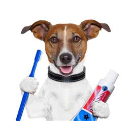 宠物牙周病不容忽视，提早预防是关键